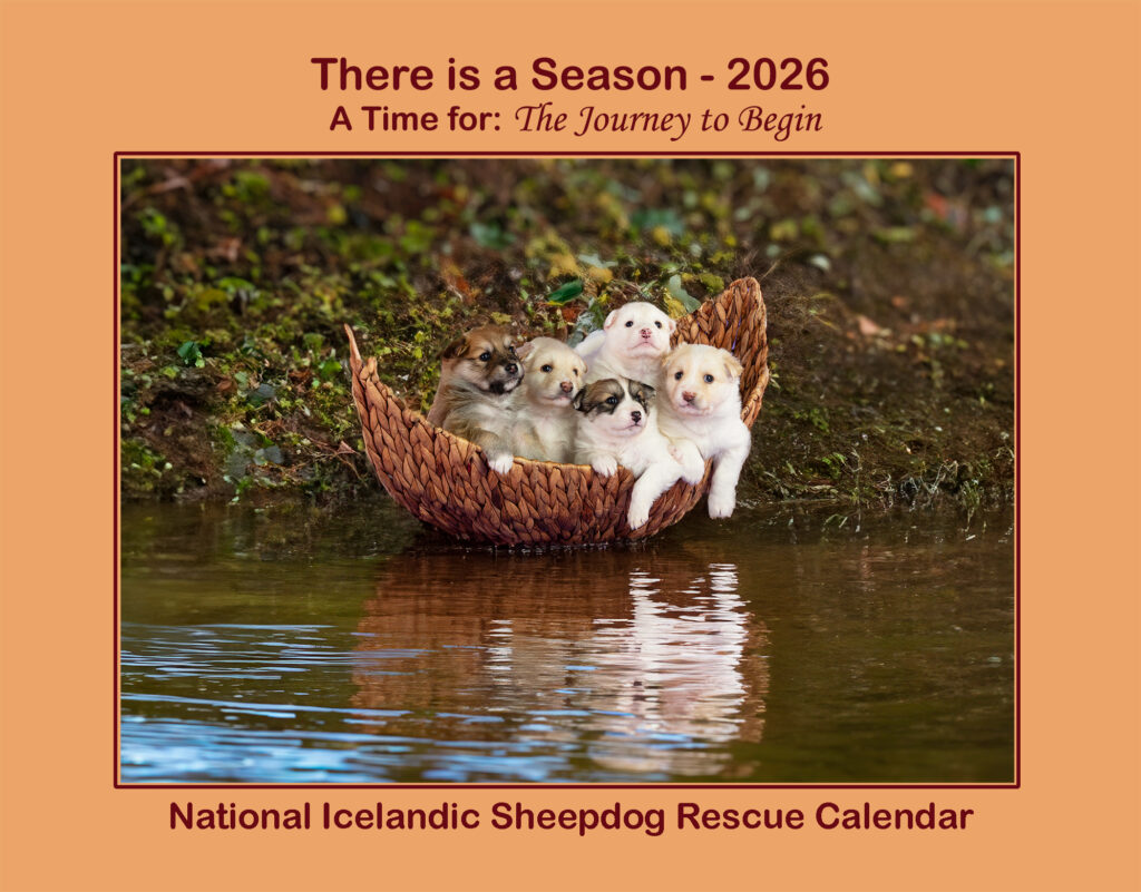 2026 National Icelandic Sheepdog Rescue Calendar