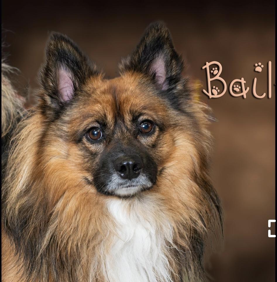 Bailey, a courtesy-posting dog, close-up portrait