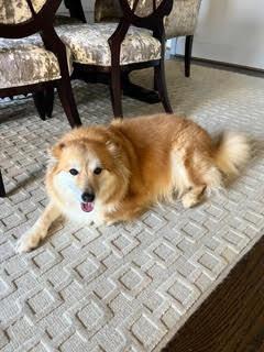 Bella, an Icelandic Sheepdog, lying on a rug