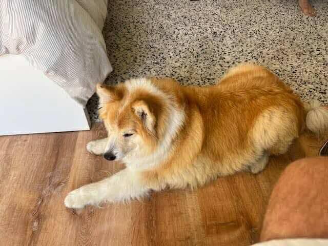 Charlie, a 14-year-old Icelandic Sheepdog, lying on a wood floor