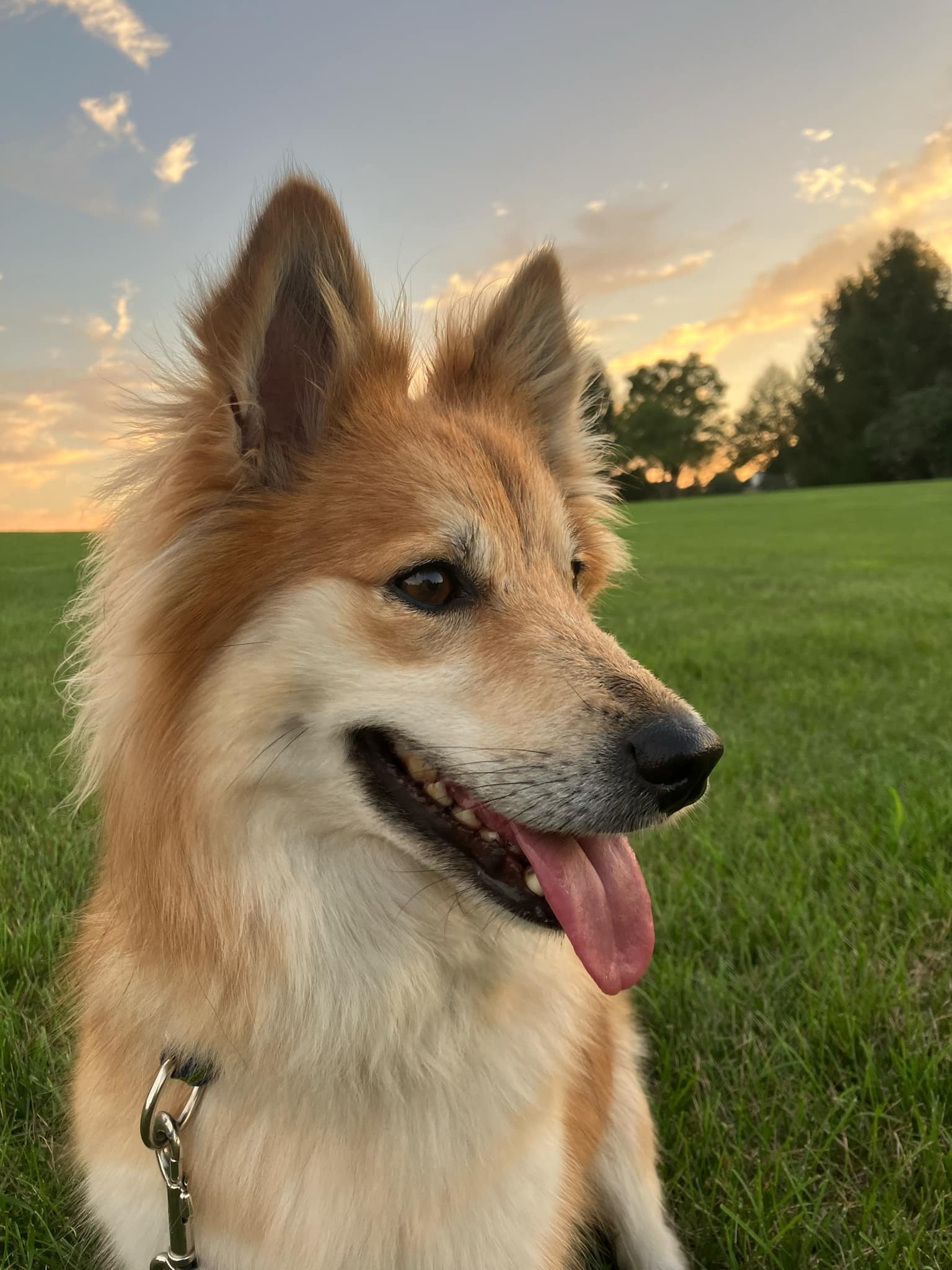 Tan and white Icelandic Sheepdog-type dog on a lawn at sunset
