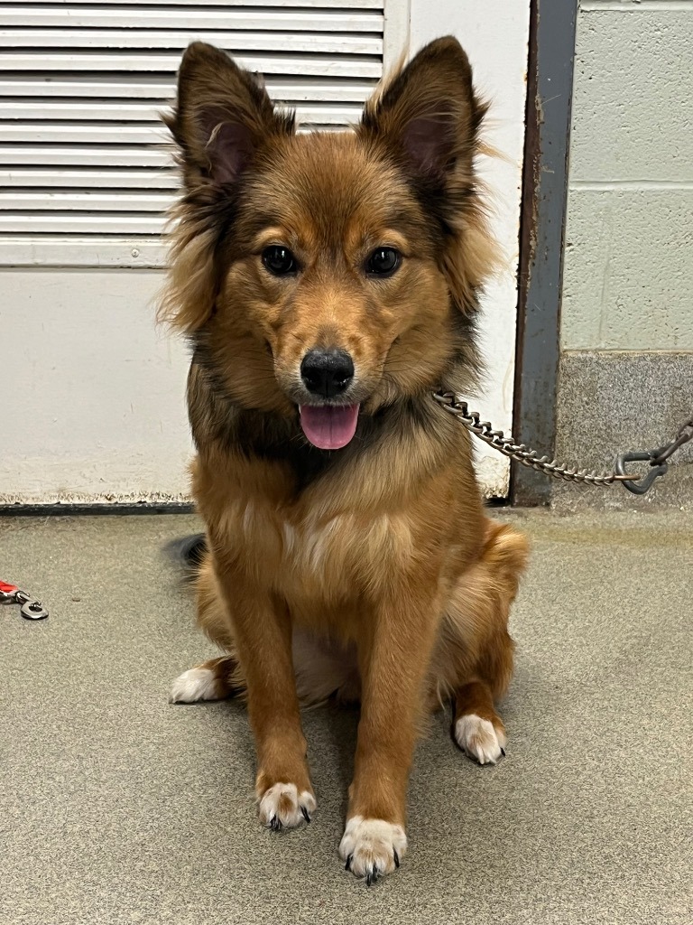 Brown dog with white paws sitting on a concrete floor by a garage door