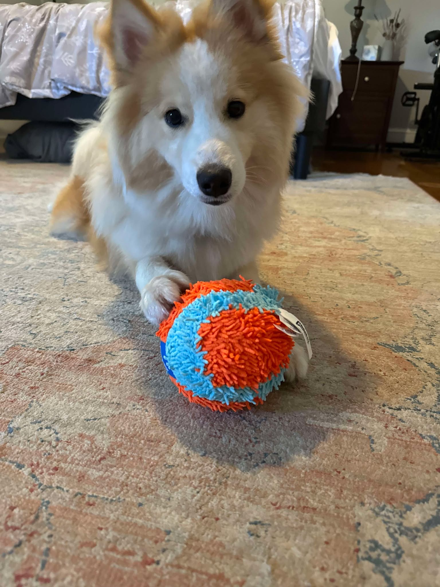 White and tan dog lying on a rug with an orange and blue ball