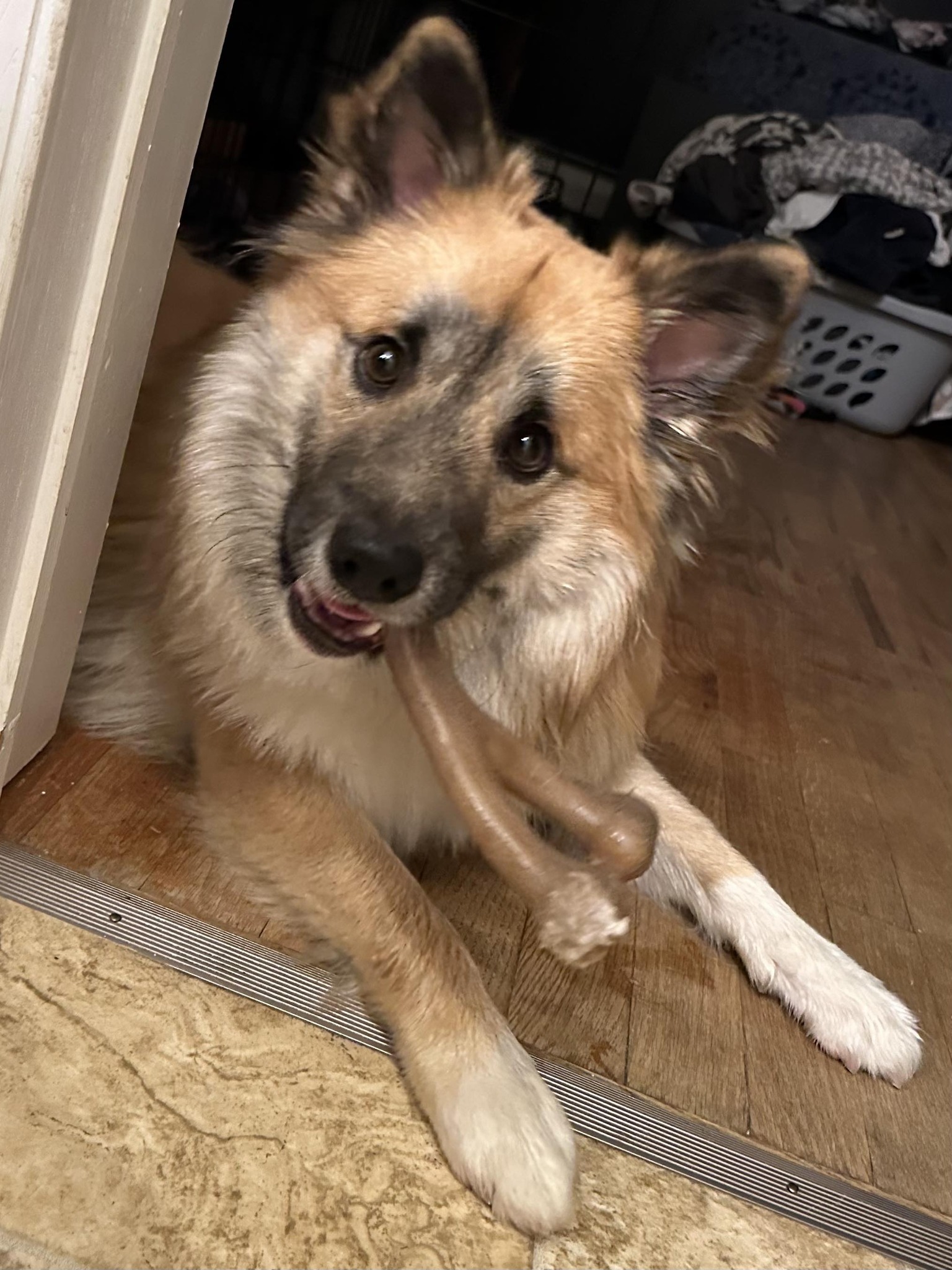 Tan dog with a dark muzzle lying in a doorway
