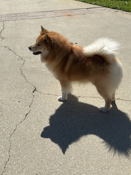 Red and white dog standing on a driveway