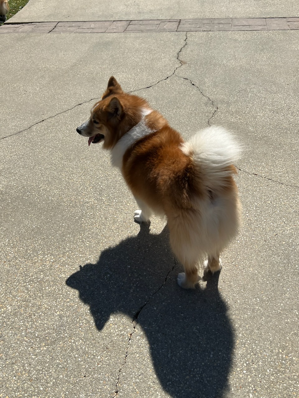 Red and white dog with a curled tail, seen from behind on a driveway