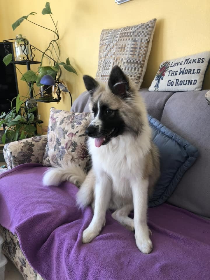 Black and white dog sitting on a purple blanket on a couch