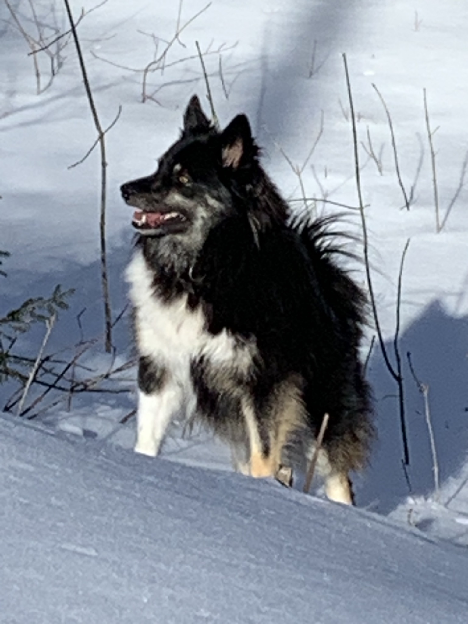 Black and white dog standing in deep snow