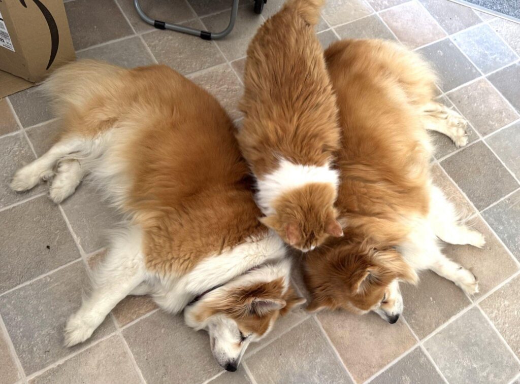Two Icelandic Sheepdogs asleep side by side on a tile floor