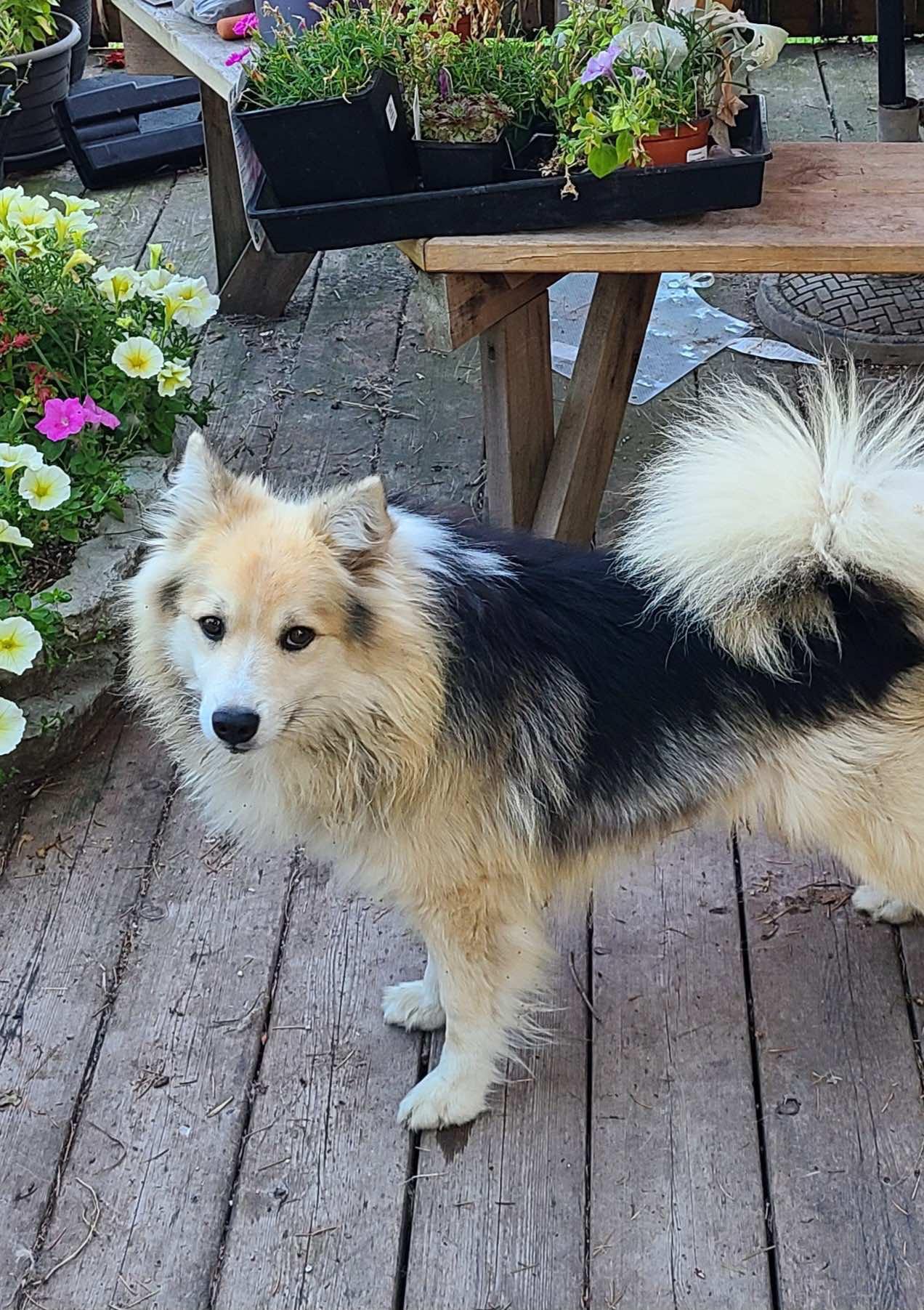 Leika, a black and white dog, on a deck beside flower planters
