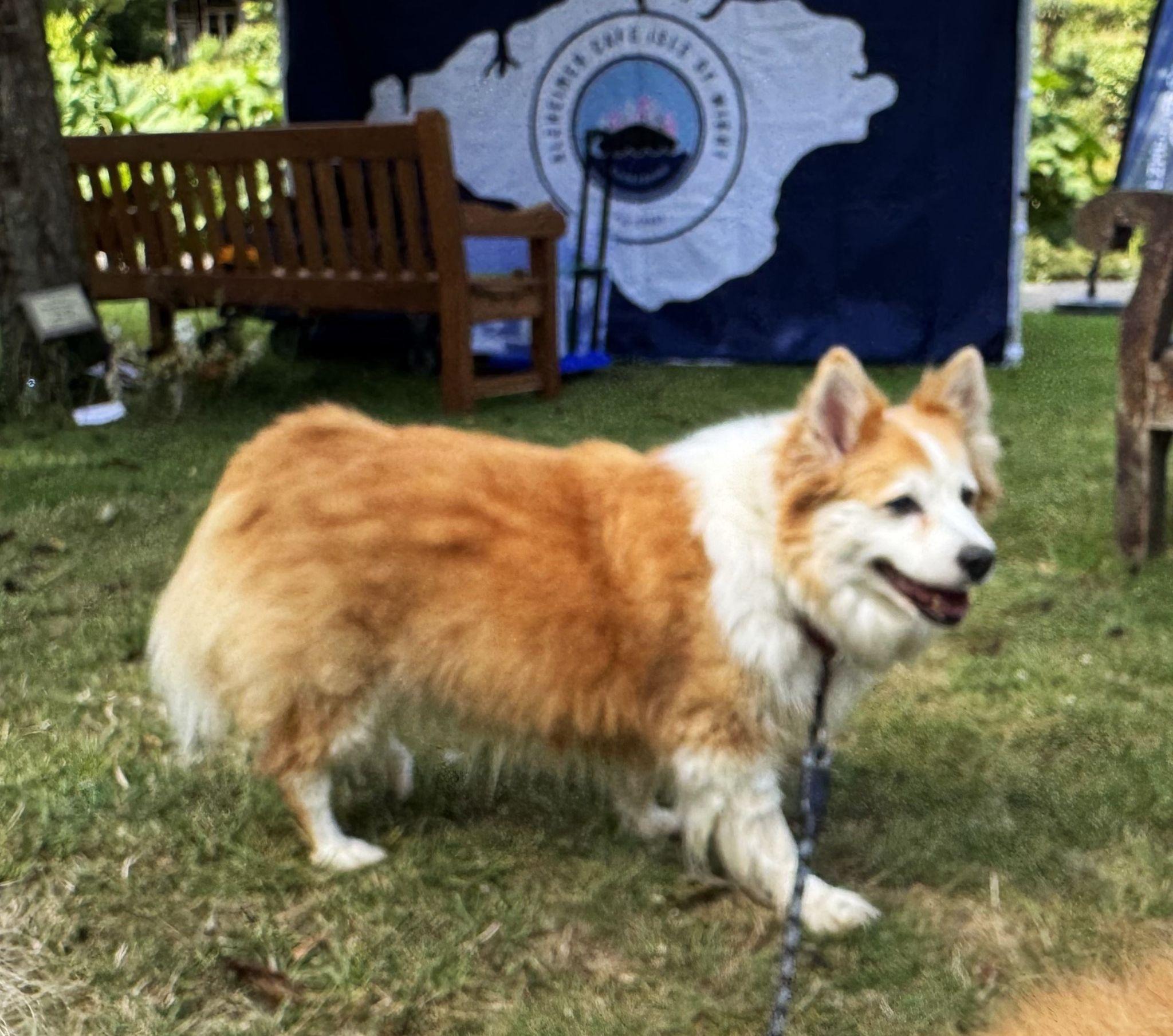 One of Elizabeth’s Icelandic Sheepdogs on leash in a garden at an event