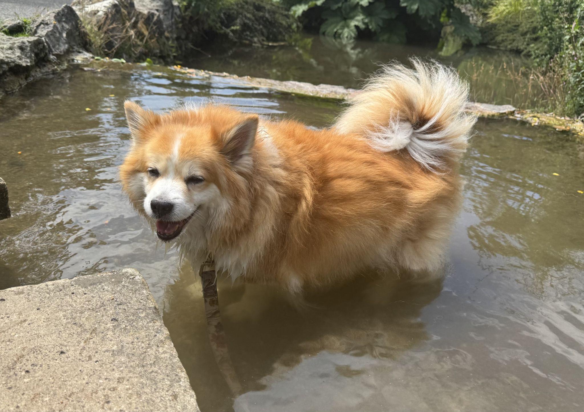 Southstar’s Litja and Ylfa, two 14-year-old Icelandic Sheepdogs, wading in a pond