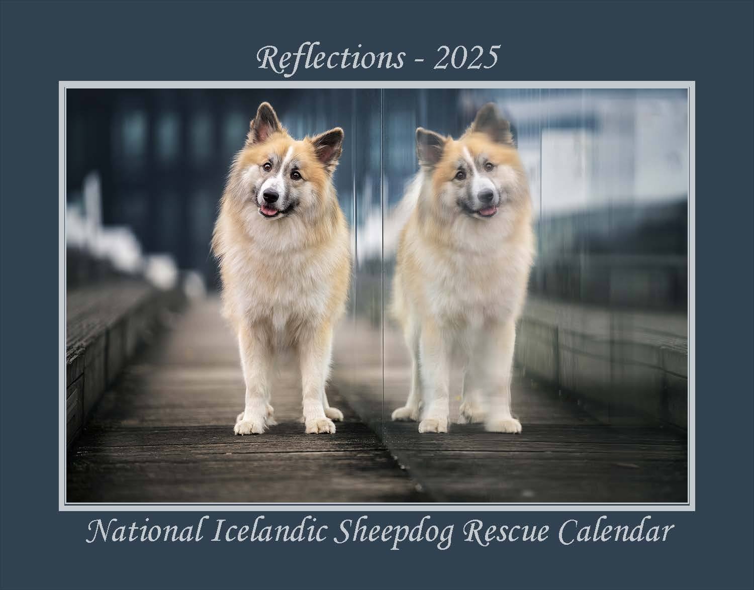 Cover of the 2025 National Icelandic Sheepdog Rescue Calendar, titled Reflections 2025, showing an Icelandic Sheepdog and its reflection