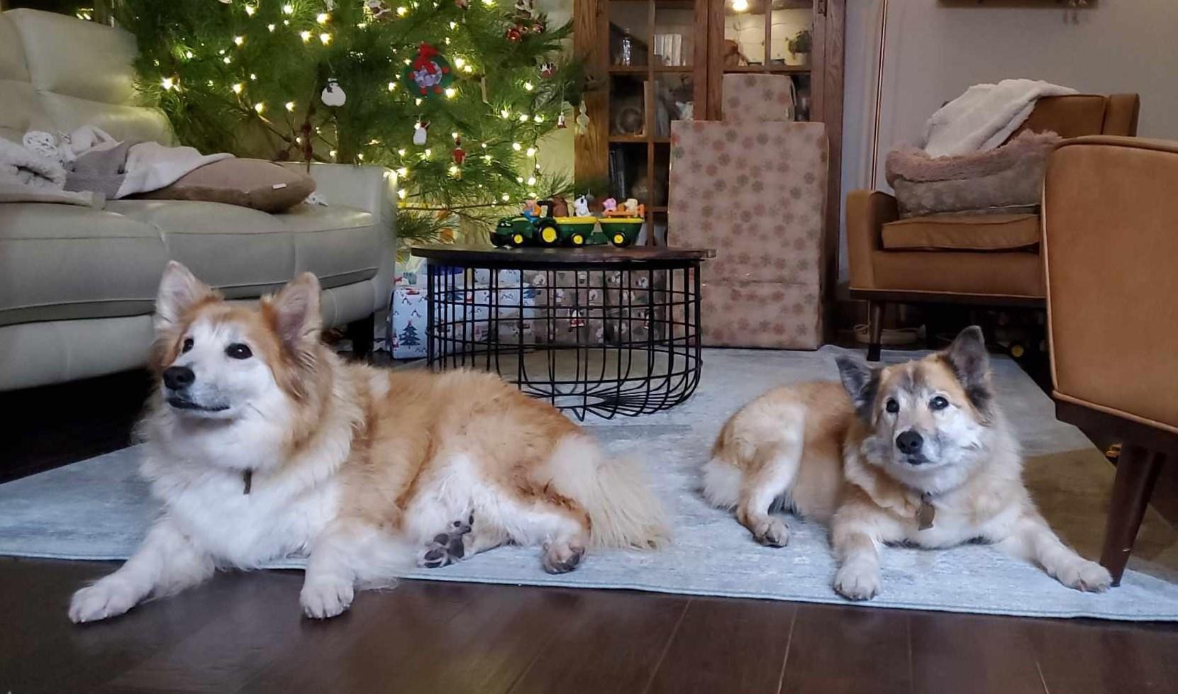 Nissa and Svana lying on a rug in their new living room in Missouri beside a Christmas tree