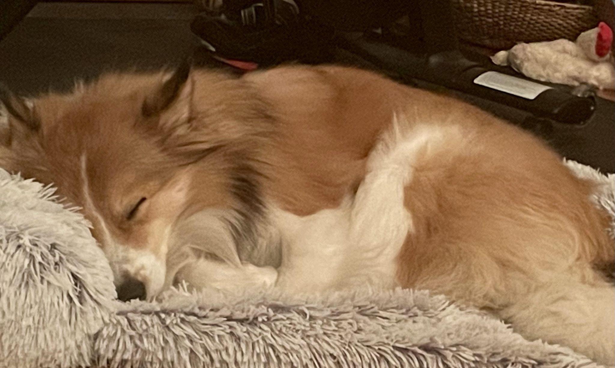 Ollie asleep on a fluffy grey bed