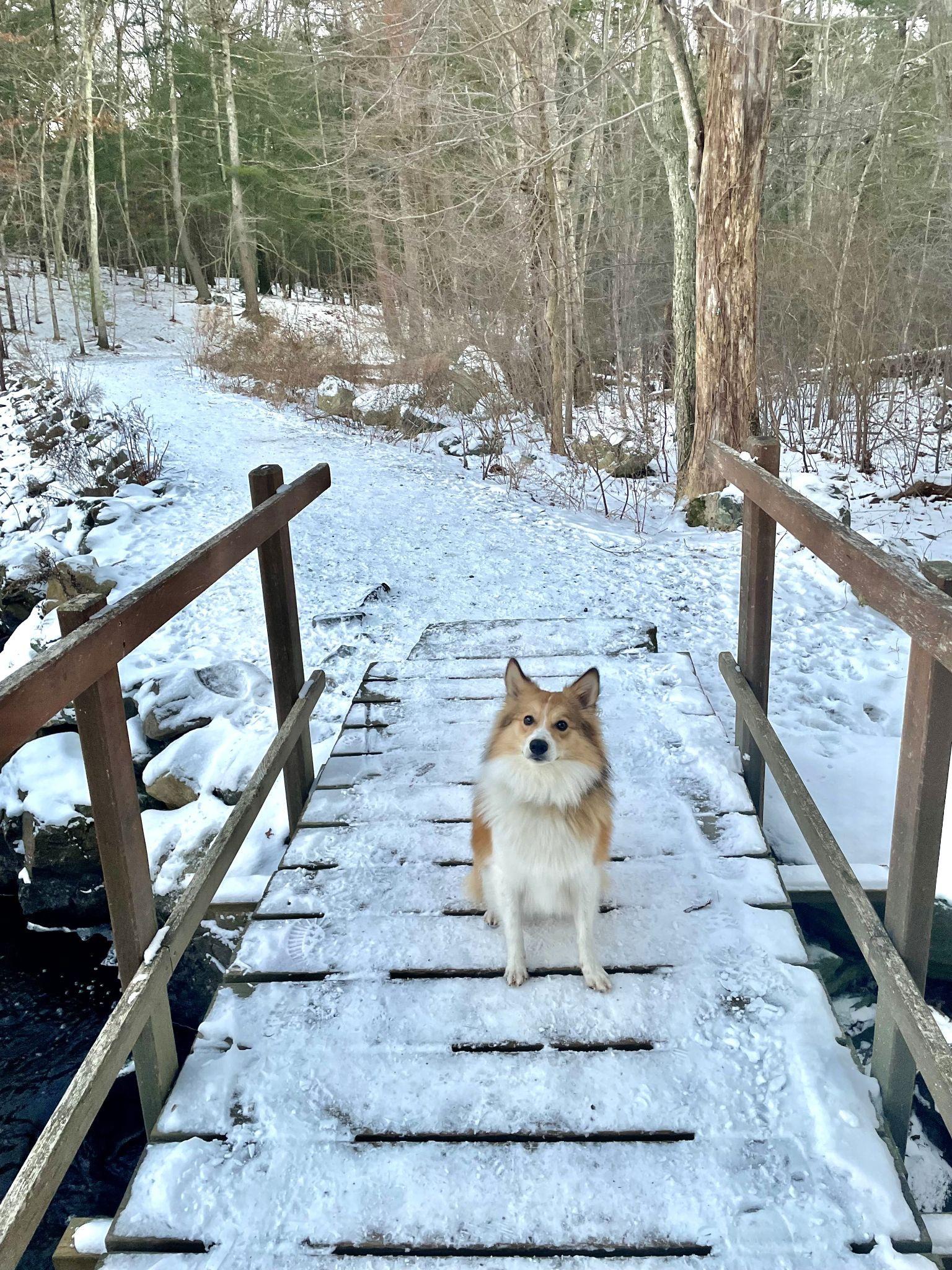 Ollie standing on a snow-covered wooden footbridge in the woods