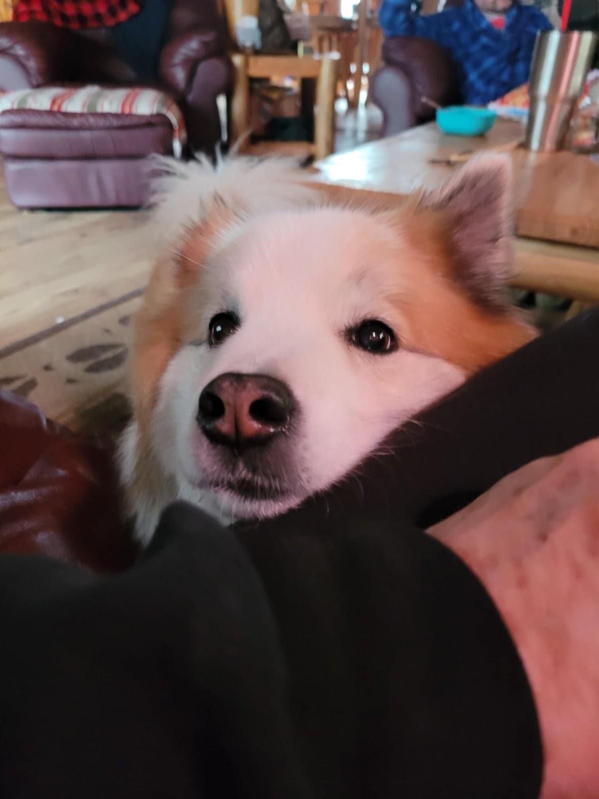Close-up of Pastor, a 9-year-old Icelandic Sheepdog, resting his head on a lap