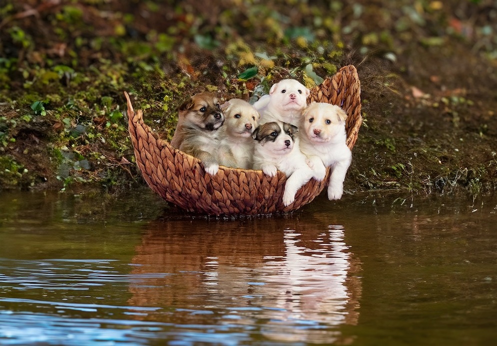 Five Icelandic Sheepdog puppies sitting in a wicker basket at the edge of a pond