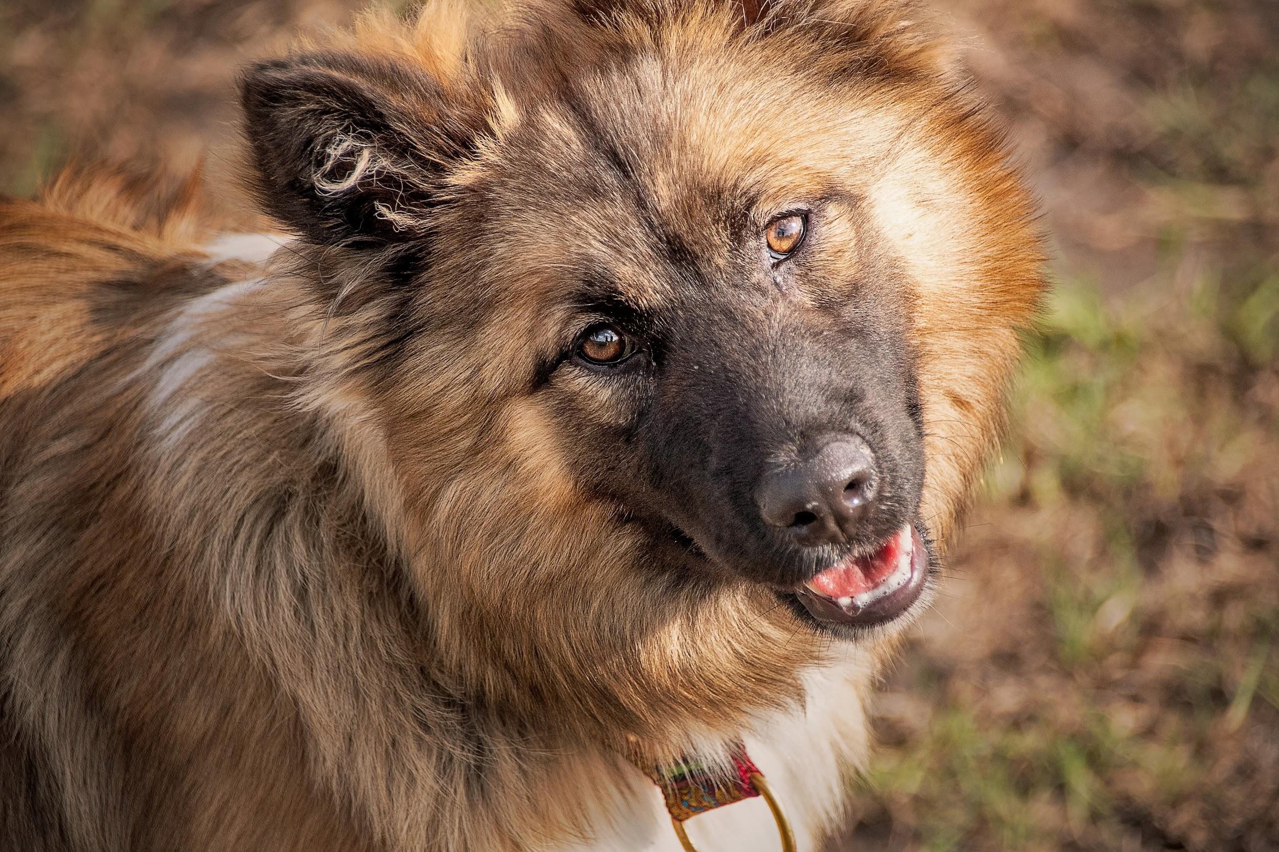 Sheba, formerly Helly, a young Ice-alike dog, close-up outdoors