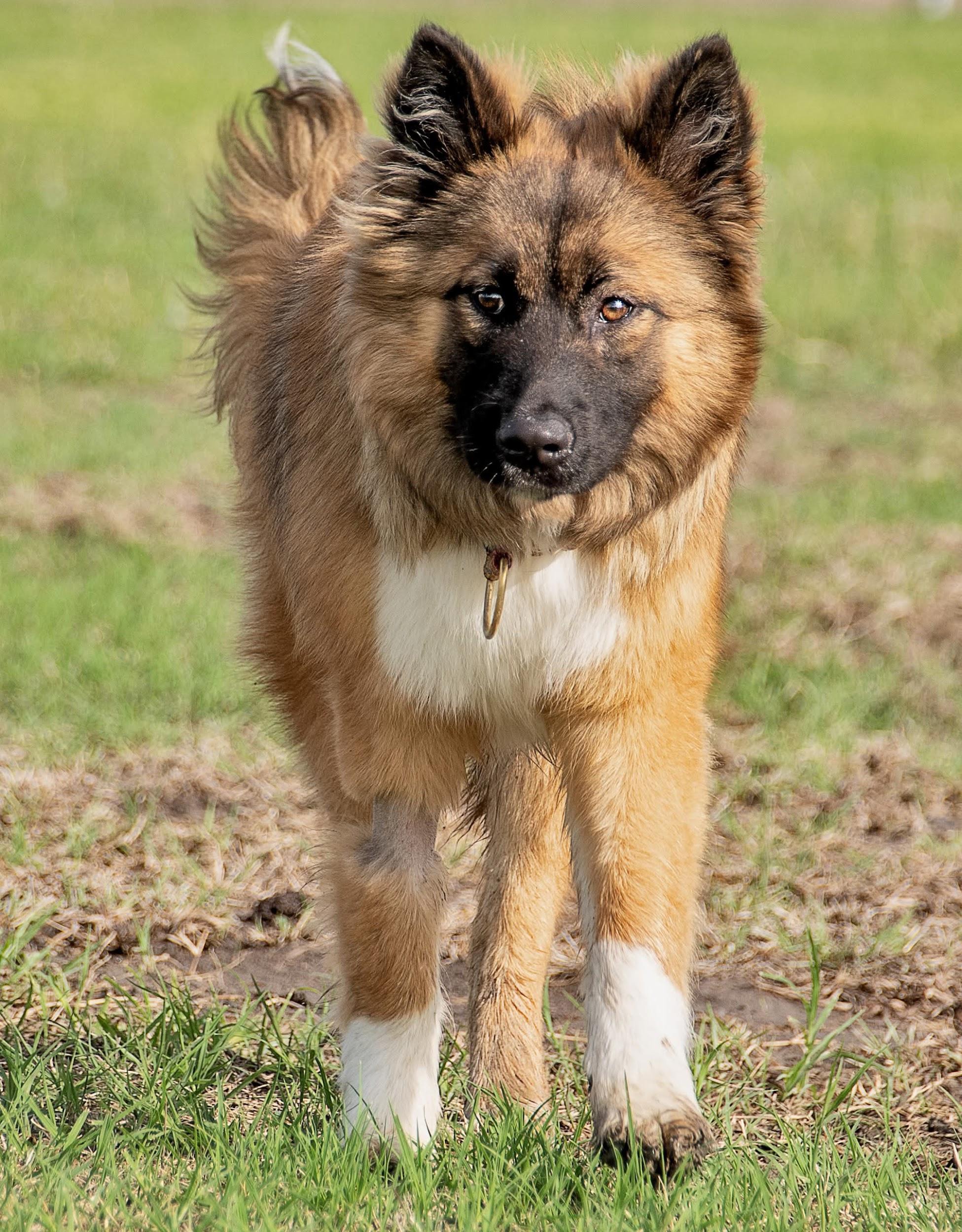 Sheba standing in a grassy field