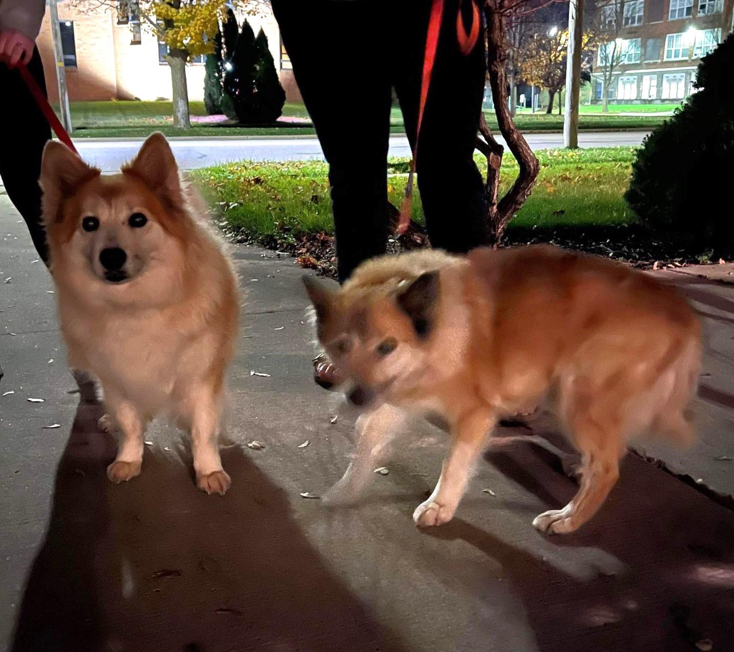 Svana and Nissa, two senior Icelandic Sheepdogs, on leash on a sidewalk at night